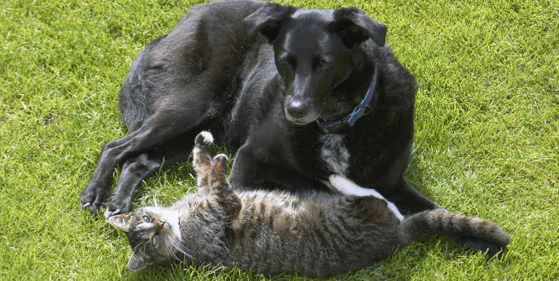 For Animal Lovers